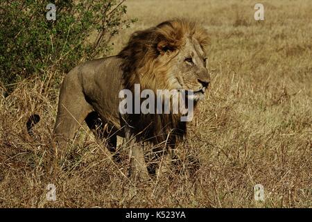 Homme lion Banque D'Images