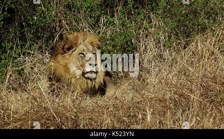 L'Afrique de l'homme lion reposant en bush Banque D'Images