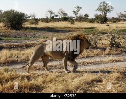 Lion marchant dans le soleil du matin Banque D'Images