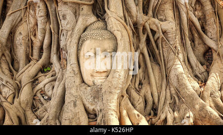 Tête de bouddha en grès dans les racines des arbres au Wat Mahathat à Ayutthaya, Thaïlande Banque D'Images