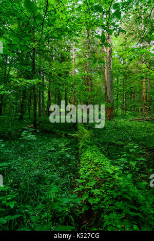 Une vue typique dans le protedted strictement réserver du parc national de Bialowieza, Pologne. Juillet, 2017. Banque D'Images