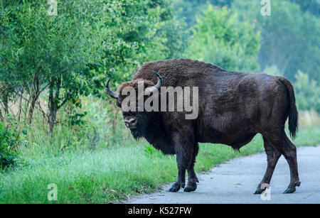 Un homme Bison d'Europe (Bison bonasus) traversée d'une route sur un matin tôt dans le parc national de Bialowieza. Juillet, 2017. Banque D'Images