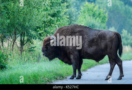 Un homme Bison d'Europe (Bison bonasus) traversée d'une route sur un matin tôt dans le parc national de Bialowieza. Juillet, 2017. Banque D'Images