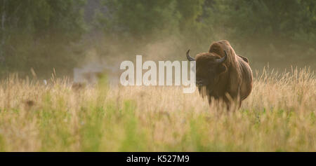 Un homme Bison d'Europe (Bison bonasus) pendant le lever du soleil sur un matin brumeux dans Parc national de Bialowieza. Juillet, 2017. Banque D'Images