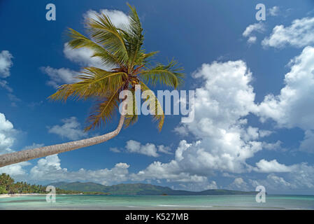 Suspendue au-dessus de palm tree beach sur la péninsule de Samana, République dominicaine Banque D'Images