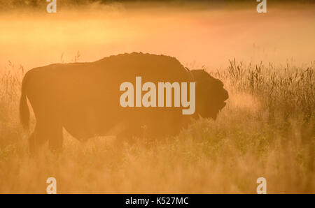 Un homme Bison d'Europe (Bison bonasus) odeur de l'air au cours d'un lever du soleil d'or dans la région de parc national de Bialowieza. Juillet, 2017. Banque D'Images