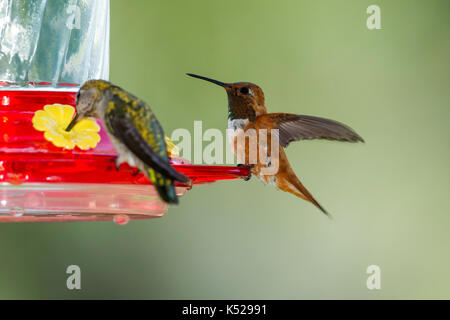 Colibri roux Selasphorus rufus tucson, comté de Pima, Arizona, united states 5 mâle adulte septembre à colibri trochilidae. Banque D'Images