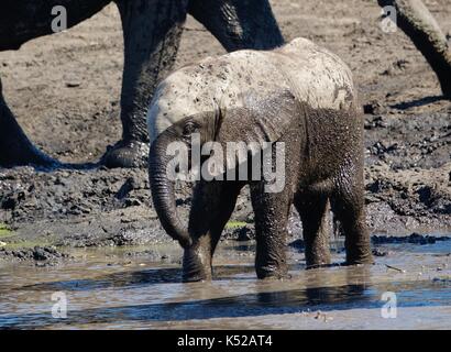 Bébé éléphant dans un bain de boue Banque D'Images