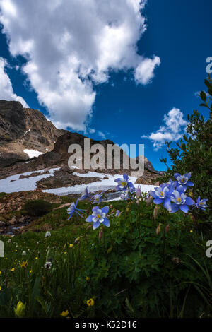 Colorado columbine Aquilegia caerulea blue lake Banque D'Images