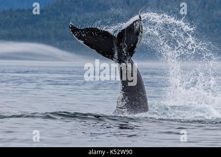 Éclaboussures des baleines à bosse avec sa queue dans le détroit de la Reine-Charlotte au large du nord de l'île de Vancouver, Colombie-Britannique, Canada. Banque D'Images