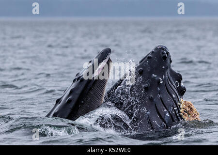 Humoback whale sur une jambe à l'alimentation par la bouche grande ouverte dans le parc provincial marin de l'archipel de Broughton au large de l'île de Vancouver, Colombie-Britannique, Canada. Banque D'Images