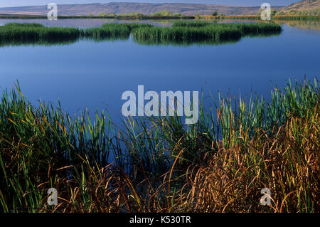 Benson étang, Malheur National Wildlife Refuge, Oregon Banque D'Images