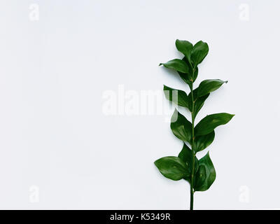 Usine minimaliste arrière-plan lumineux vert feuilles sont couché sur un fond blanc minimaliste moderne mise à plat avec la maquette de l'espace vide Banque D'Images