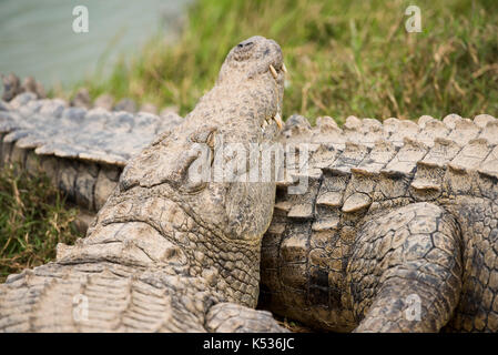 Crocodile du Nil, Crocodylus niloticus, Croc Farm, Antananarivo, Madagascar Banque D'Images