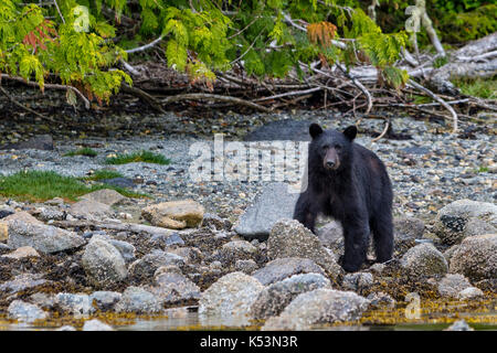 La quête de l'ours noir le long d'une plage dans le parc provincial marin de l'archipel de Broughton, en Colombie-Britannique, Canada. Banque D'Images