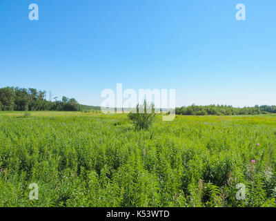 Champ d'herbe dans le parc national Elk Island, en Alberta Banque D'Images