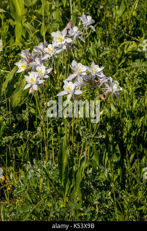 Colorado columbine Aquilegia caerulea cataracte inférieur lake, au sud de kremmling, Colorado, United States 2 juillet 2017 ranunculaceae savons aussi que Banque D'Images