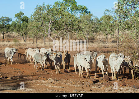 Bovins appartenant à un cattle station roaming in the bush, Hughenden, Queensland, Queensland, Australie Banque D'Images