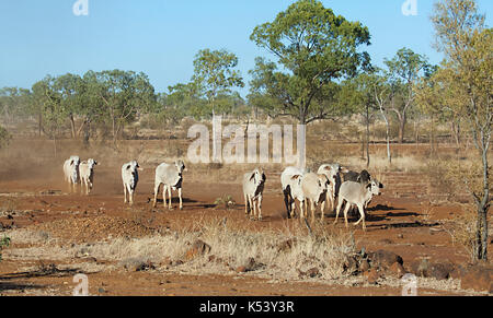 Bovins appartenant à un cattle station roaming in the bush, Hughenden, Queensland, Queensland, Australie Banque D'Images