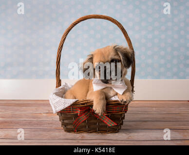 Tan et mignon chiot noir dans un panier Banque D'Images