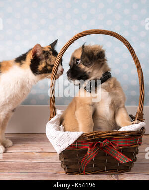 Tan et mignon chiot noir dans un panier Banque D'Images