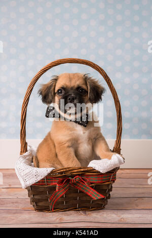 Tan et mignon chiot noir dans un panier Banque D'Images