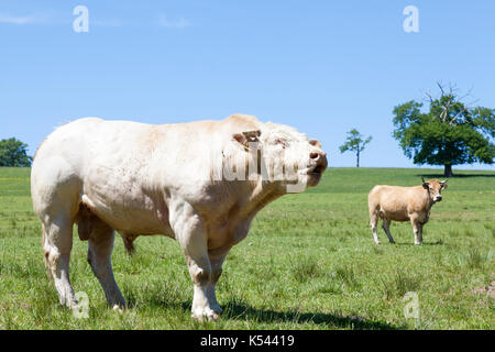 Boeuf Charolais large white bull beuglements permanent dans un jardin luxuriant avec un pâturage de printemps vache Parthenais en arrière-plan. Plan rapproché sur le skylin Banque D'Images