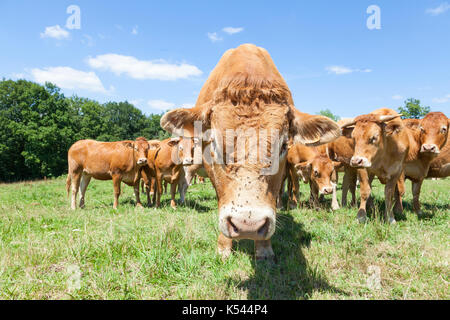 Grand Taureau Boeuf Limousin, la tête en bas, à la recherche directement à l'objectif avec le troupeau de vaches formant un cercle derrière lui dans un pâturage ensoleillé Banque D'Images