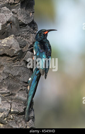 Hoopoe en bois vert Banque D'Images