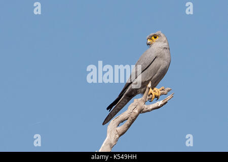 Kestrel gris Banque D'Images