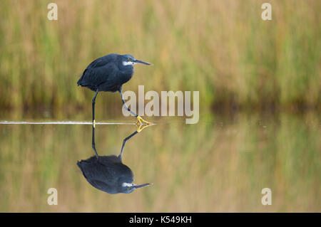 Western reef heron Banque D'Images