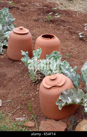 Pots de jardin en argile à Thomas Jefferson's estate, Monticello, situé dans charlotesville, Virginia, USA. Banque D'Images