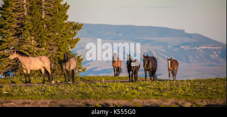 La gamme des chevaux sauvages pryor montagnes à proximité de Lovell, Wyoming. Banque D'Images