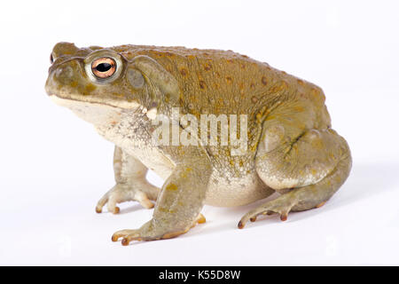 Colorado river toad, incilius alvarius Banque D'Images