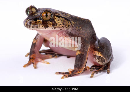 Trichobatrachus robustus, grenouille poilue Banque D'Images