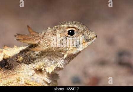 Regal Horned Lizard (Phrynosoma solar) de Sonora, México. Banque D'Images