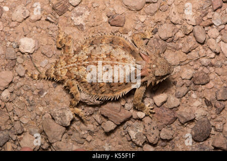 Regal Horned Lizard (Phrynosoma solar) de Sonora, México. Banque D'Images