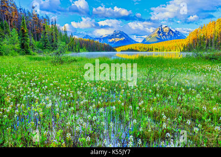 Lac leach et fleurs sauvages dans le parc national de Jasper, Canada Banque D'Images