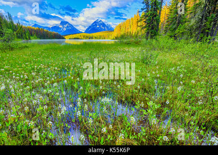 Lac leach et fleurs sauvages dans le parc national de Jasper, Canada Banque D'Images