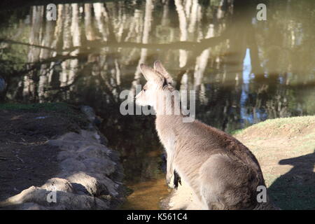 Joey Kangourou gris de l'est le long de crique (Macropus giganteus) Banque D'Images