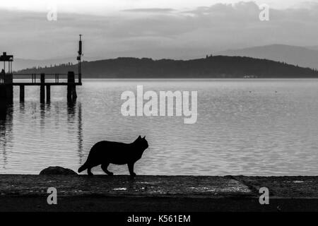 Silhouette d'un chat sur un quai sur un lac au crépuscule Banque D'Images