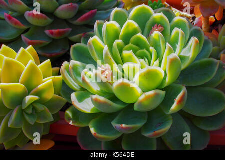 Les plantes succulentes dans le jardin Banque D'Images