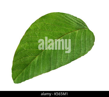 Feuilles de goyave isolé sur fond blanc Banque D'Images