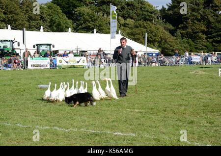 Meirion Owen son chien Sian et coureur indien canards donnant un Quack Pack démonstration au salon de l'agriculture un Banque D'Images