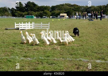 Meirion Owen son chien Sian et coureur indien canards donnant un Quack Pack démonstration au salon de l'agriculture un Banque D'Images