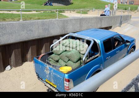 Les coques sont prises hors de l'estuaire de Loughor à Llanelli Beach dans un 4x4 pickup Carmarthenshire Wales Cymru UK GO Banque D'Images