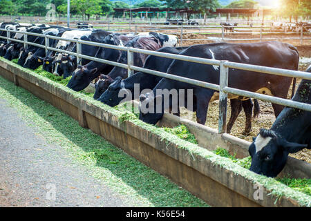 Vaches dans une ferme. des vaches laitières de la ferme. Banque D'Images