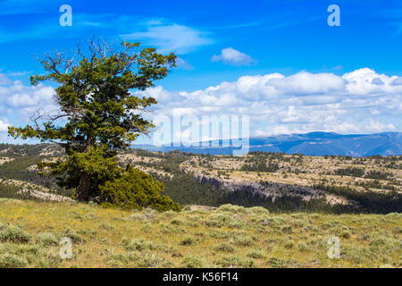 Un paysage à la pryor, au nord du Wyoming. Banque D'Images