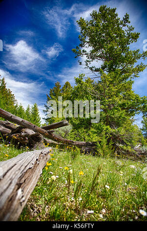 Un paysage à la pryor, au nord du Wyoming. Banque D'Images