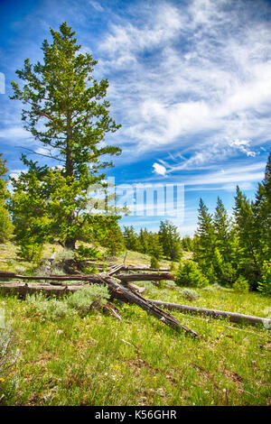 Un paysage à la pryor, au nord du Wyoming. Banque D'Images